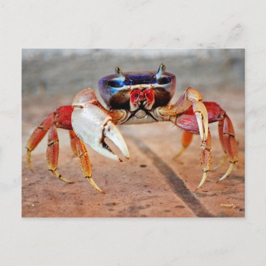 krab briefkaart (Voorkant)