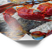 Krab foto afdruk (Hoek)
