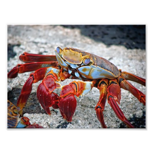Krab foto afdruk (Voorkant)