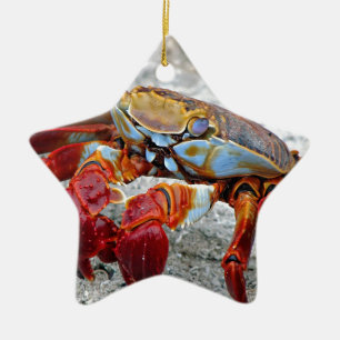 Krab foto keramisch ornament