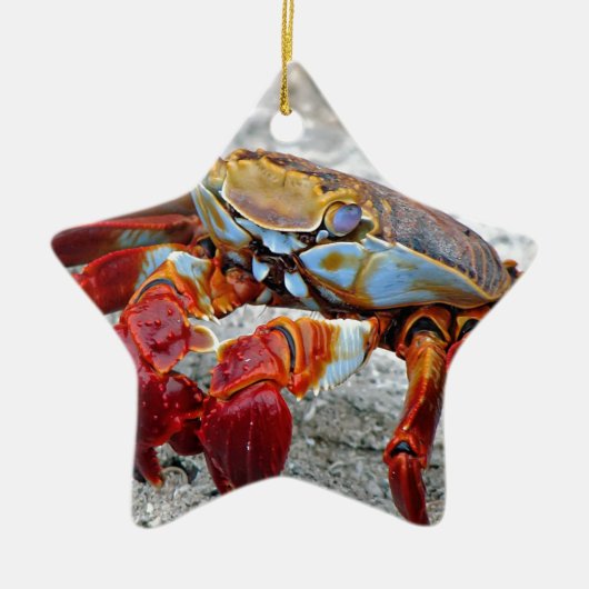 Krab foto keramisch ornament (Voorkant)