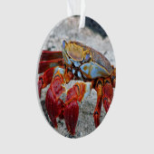 Krab foto ornament (voorkant)