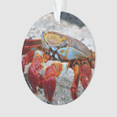 Krab foto ornament (voorkant)