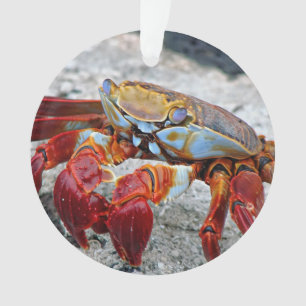 Krab foto ornament