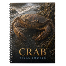 Krab Getijdenoevers Wilde Dieren DIER