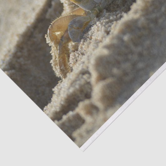 Krab in het zand-ontkoppelingspiekpapier tissuepapier (Detail)