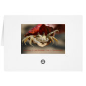 Krab in Rode Blad Kaart (Achterkant Horizontaal)