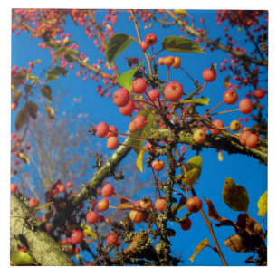 Krab is van toepassing tegen een Blue Sky keramisc Tegeltje