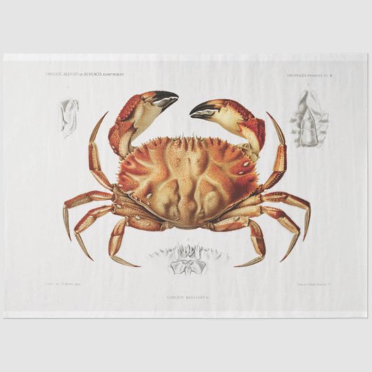 krab kunstwerk art decoupage tissuepapier (Voorkant)