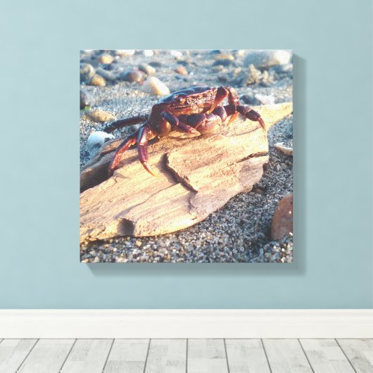Krab op Driftwood Canvas afdrukken (Insitu (Houten vloer))