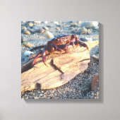 Krab op Driftwood Canvas afdrukken (Voorkant)