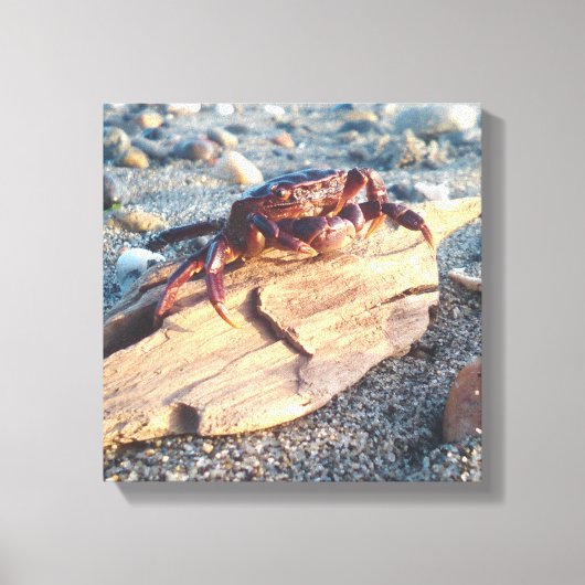 Krab op Driftwood Canvas afdrukken (Voorkant)
