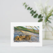 Krab op strandduin bij zonsondergang briefkaart (Staand voorkant)