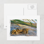 Krab op strandduin bij zonsondergang briefkaart (Voorkant / Achterkant)