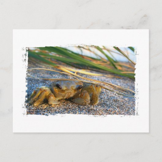 Krab op strandduin bij zonsondergang briefkaart (Voorkant)