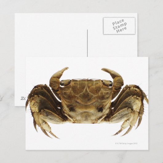 Krab op witte achtergrond briefkaart (Voorkant / Achterkant)
