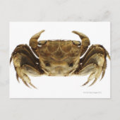 Krab op witte achtergrond briefkaart (Voorkant)