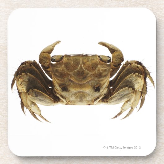 Krab op witte achtergrond drankjes onderzetter (Voorkant)
