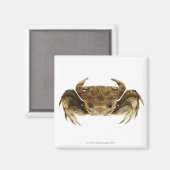Krab op witte achtergrond magneet (Voorkant / Achterkant)