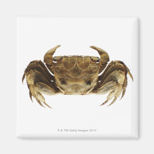 Krab op witte achtergrond magneet (Voorkant)