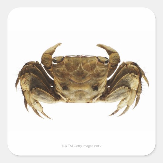 Krab op witte achtergrond vierkante sticker (Voorkant)