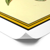 krab poster (Hoek)