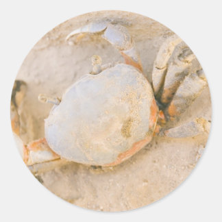 krab ronde sticker