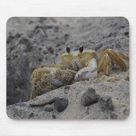 Krab, schaaldier, zand muismat (Voorkant)