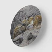 Krab, schaaldier, zand ronde klok (Hoek)