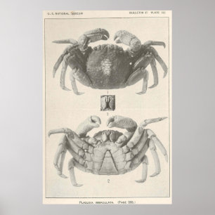  krabanatomiefoto (1918) poster