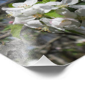 Krabappelboom bloesems foto afdruk (Hoek)