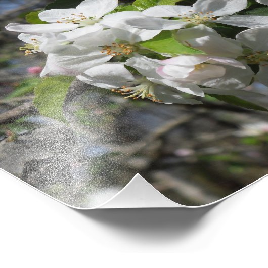 Krabappelboom bloesems foto afdruk (Hoek)