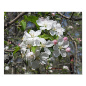 Krabappelboom bloesems foto afdruk (Voorkant)