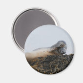 Krabbelende afdichtingsmagneet magneet (Voorkant / Achterkant)