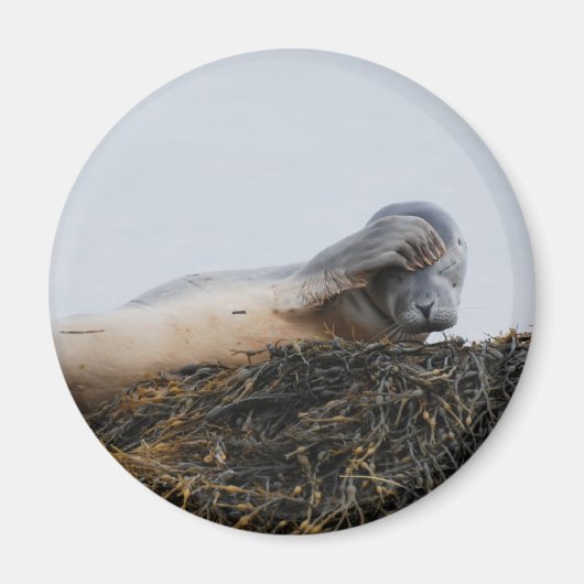 Krabbelende afdichtingsmagneet magneet (Voorkant)