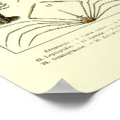  krabben door Adolphe Millot Poster (Hoek)