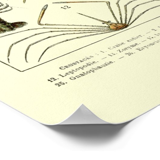  krabben door Adolphe Millot Poster (Hoek)