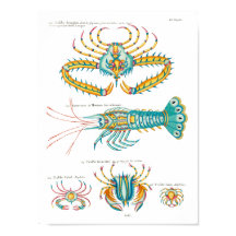 Krabben en garnalen op elke achtergrond