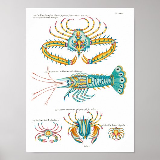 Krabben en garnalen op elke achtergrond poster (Voorkant)
