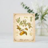 Krabbenappel -  illustratie briefkaart (Staand voorkant)