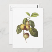 krabbenappel (Malus sp.) van Redouté Briefkaart (Voorkant / Achterkant)