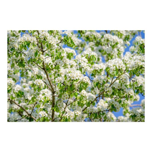 Krabbenappelbloesem Foto Afdruk (Voorkant)