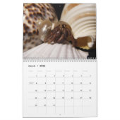 krabby, Hermit Crabs Kalender (Mar 2026)