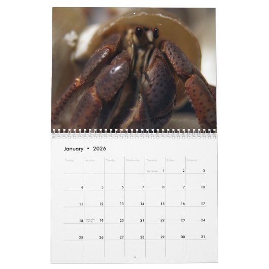 krabby, Hermit Crabs Kalender (Jan 2026)