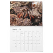 krabby, Hermit Crabs Kalender (Feb 2027)