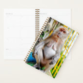 Krabeetende makak planner (Display)