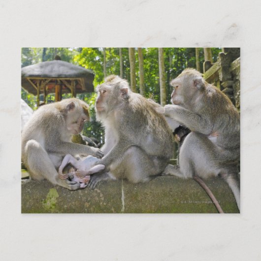 Krabetende Macaque, Macaca fasciularis, in Ubud Briefkaart (Voorkant)