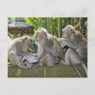 Krabetende Macaque, Macaca fasciularis, in Ubud Briefkaart