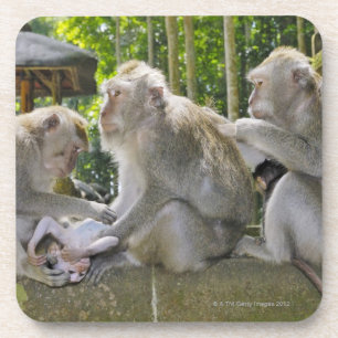 Krabetende Macaque, Macaca fasciularis, in Ubud Drankjes Onderzetter