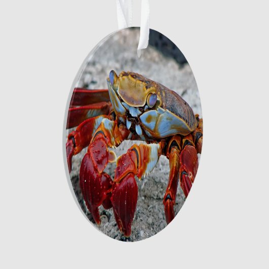 Krabfoto Ornament (voorkant)